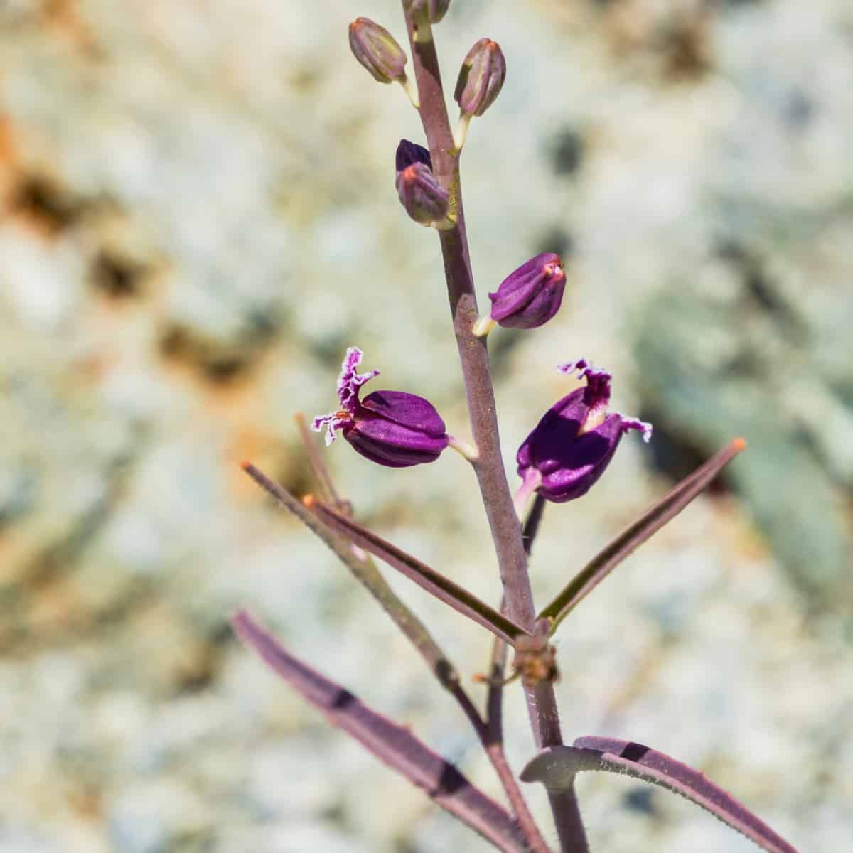 Streptanthus glandulosus in bloom. small purple flowers, almost like jewels grown from a grey-purple stalk against what looks