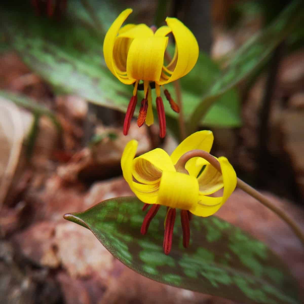 The image shows two bright yellow lily-like flowers with six backward-curving petals each. The flowers have distinctive red-o