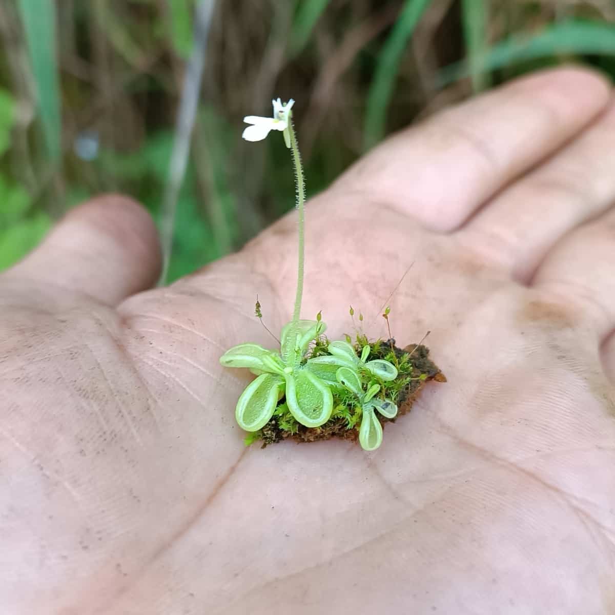 A tiny Pinguicula crenatiloba butterwort plant held in a human palm, showing the remarkable scale difference. The carnivorous