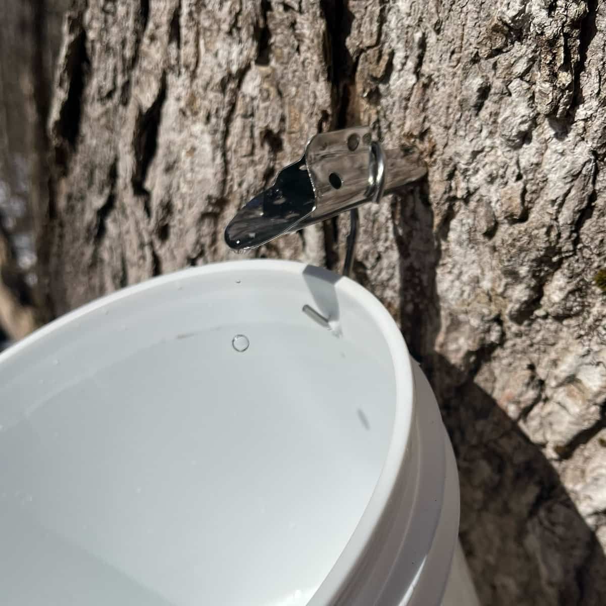 A metal spout or tap inserted into the deeply furrowed bark of a sugar maple tree (Acer saccharum) for syrup collection, with