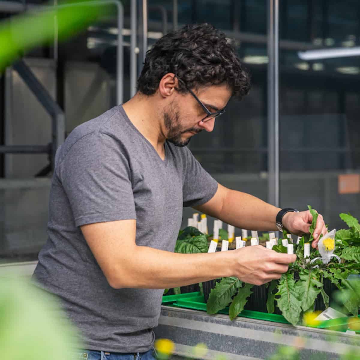 A researcher wearing glasses and a gray t-shirt carefully tends to young tomato plants in a greenhouse laboratory. He is exam