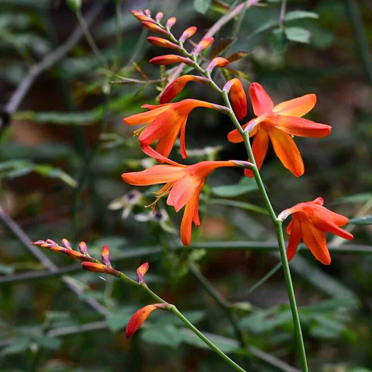 Les espèces envahissantes surpassent les espèces indigènes en fleurissant hors saison
