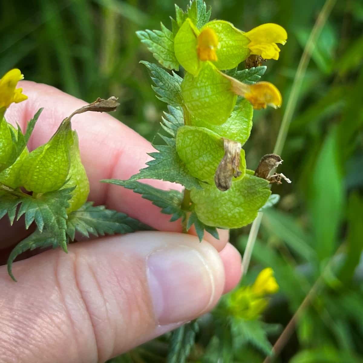 Las flores amarillas de Rhianthus minor, Sonajero Amarillo, en un tallo, con una mano sosteniéndolas como referencia. Son más pequeñas que en
