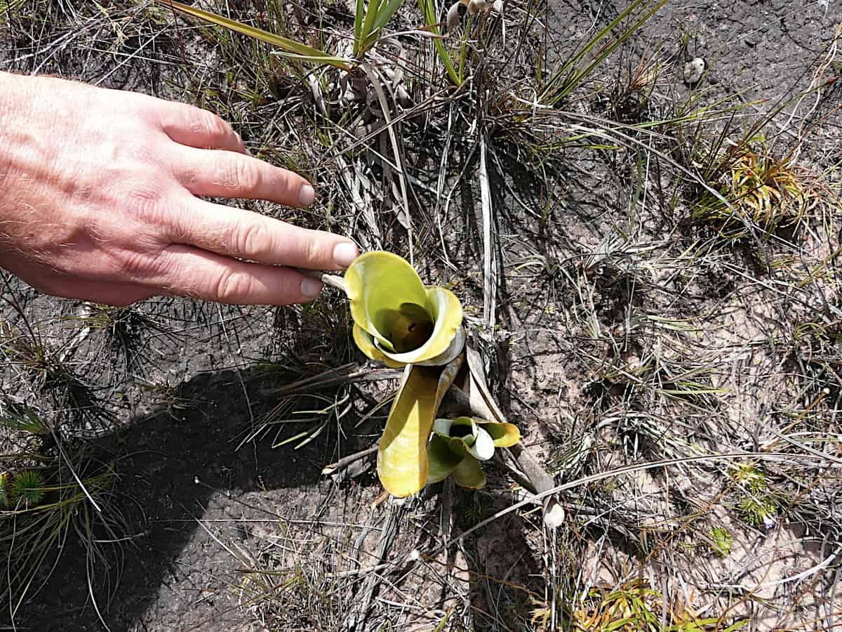 La copa invertida de Brocchinia reducta, con una mano humana como escala