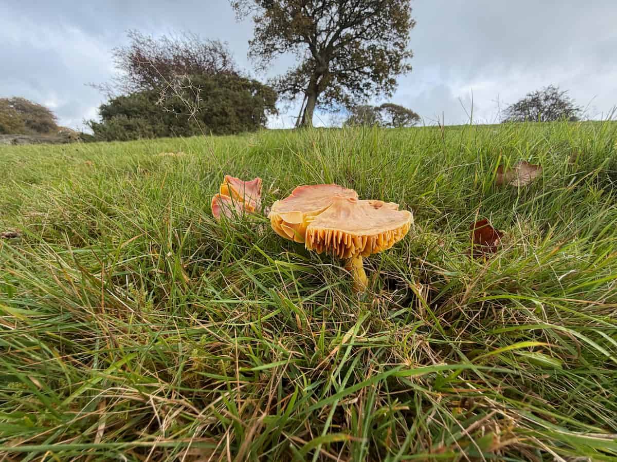 An orange fungus rises in the grass, below a blue grey sky.
