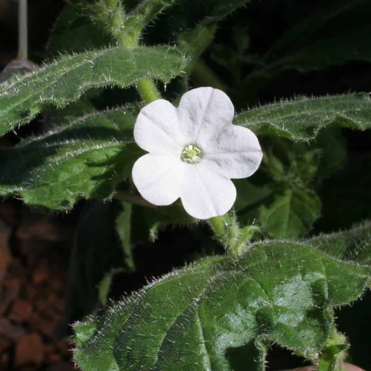 Una flor blanca de Nicotiana benthamiana con exuberantes hojas verdes que producen sustancias químicas alrededor de la flor.