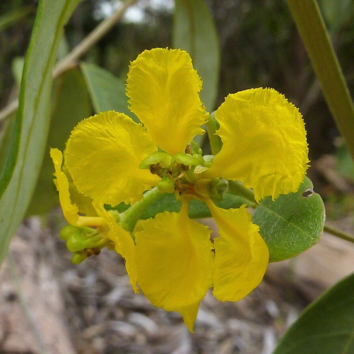 Comment les fleurs vieillissantes favorisent la réussite masculine
