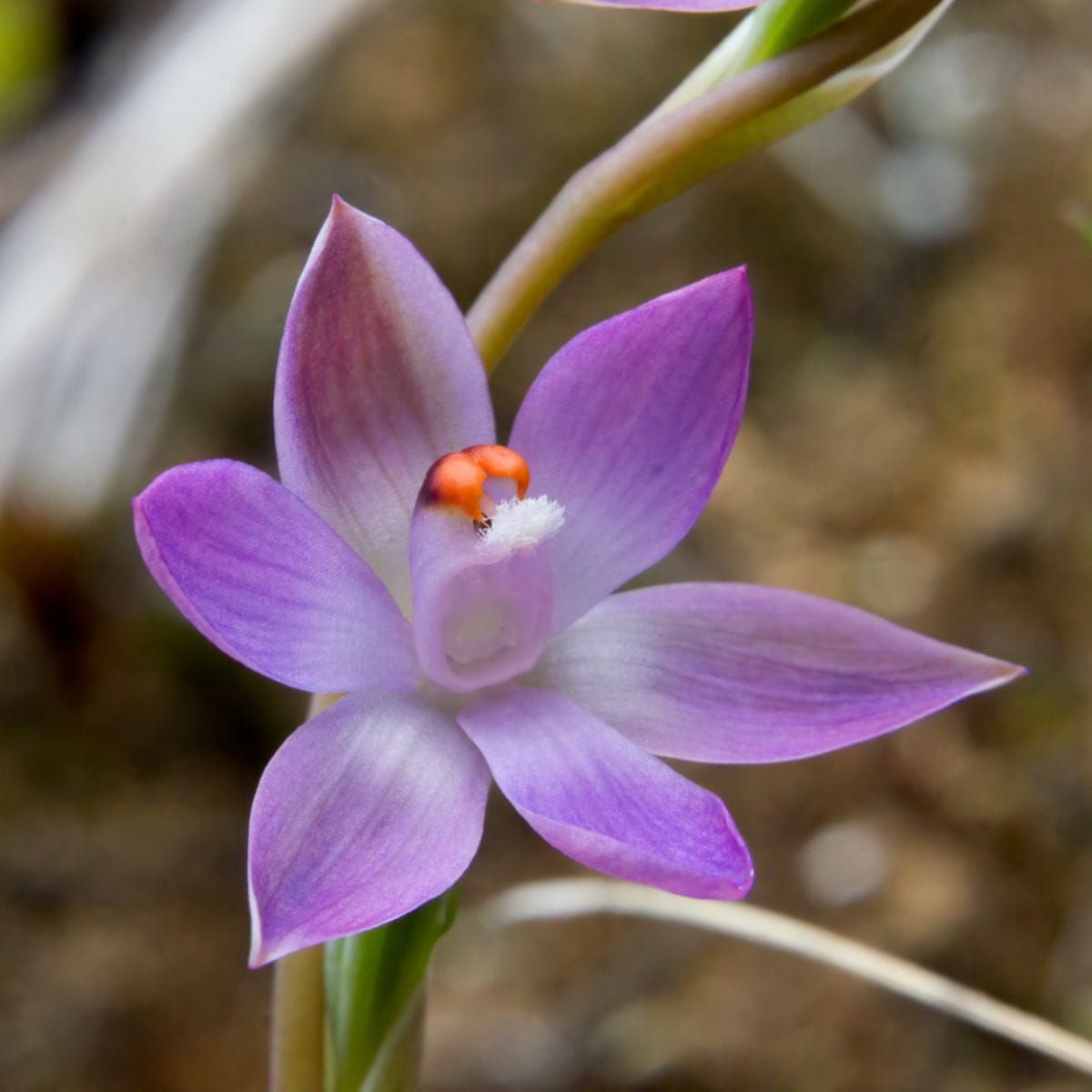 Des fleurs qui rusent pour survivre