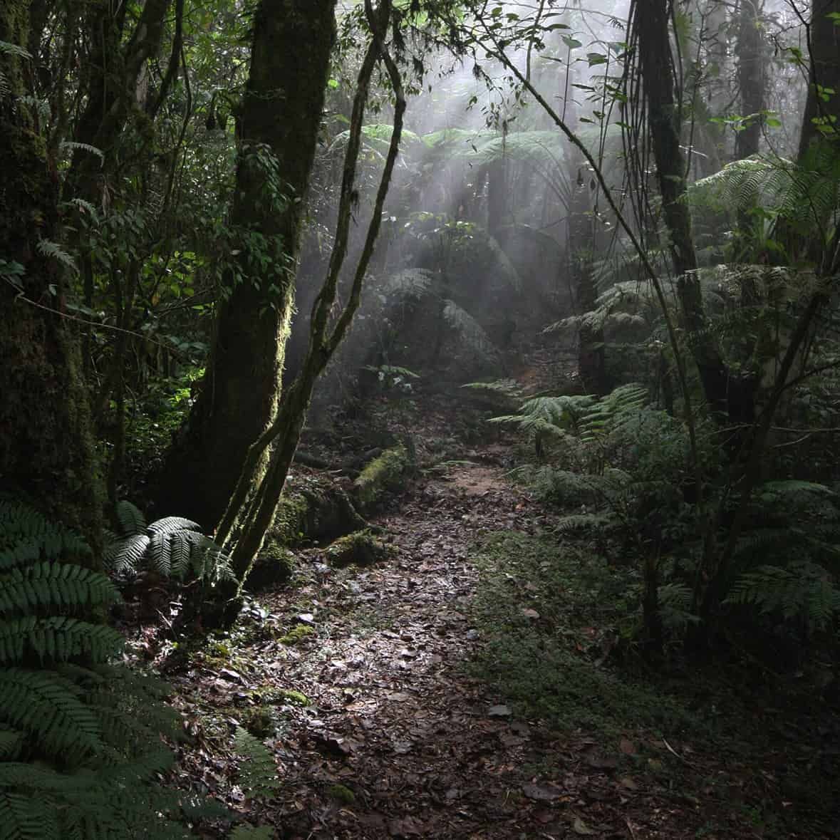 A moodily lit view of the forest floor, with shafts of light piercing the canopy to illuminate ferns.