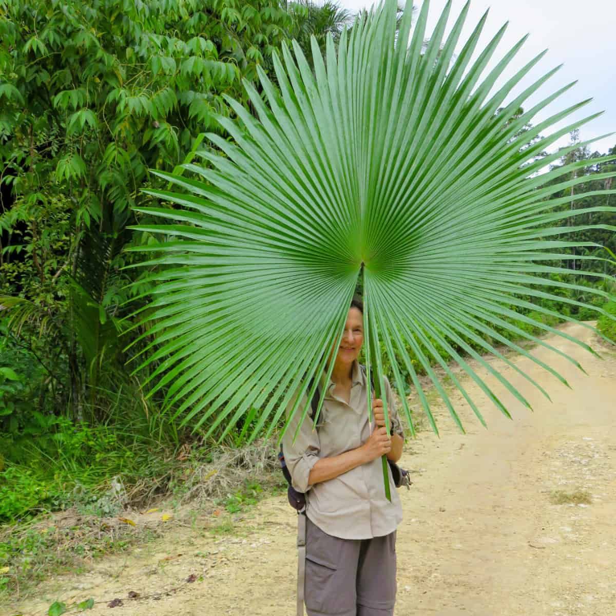 Una mujer sostiene una hoja de Kerriodoxa elegans que parece un abanico notablemente puntiagudo.