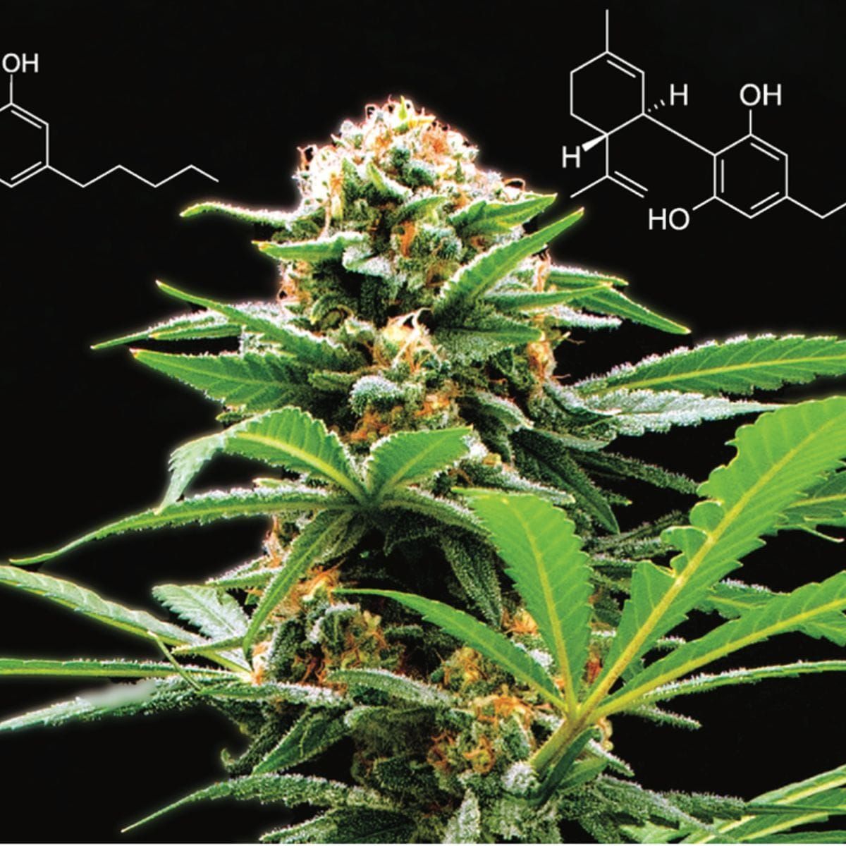 Culture du cannabis&nbsp;: Conseils scientifiques pour atteindre de nouveaux sommets