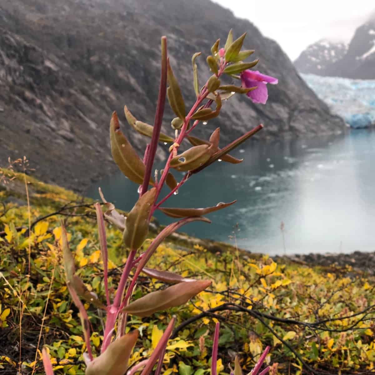A view of Chamaenerion latifolium on the shores of a Greenlandic fjord.