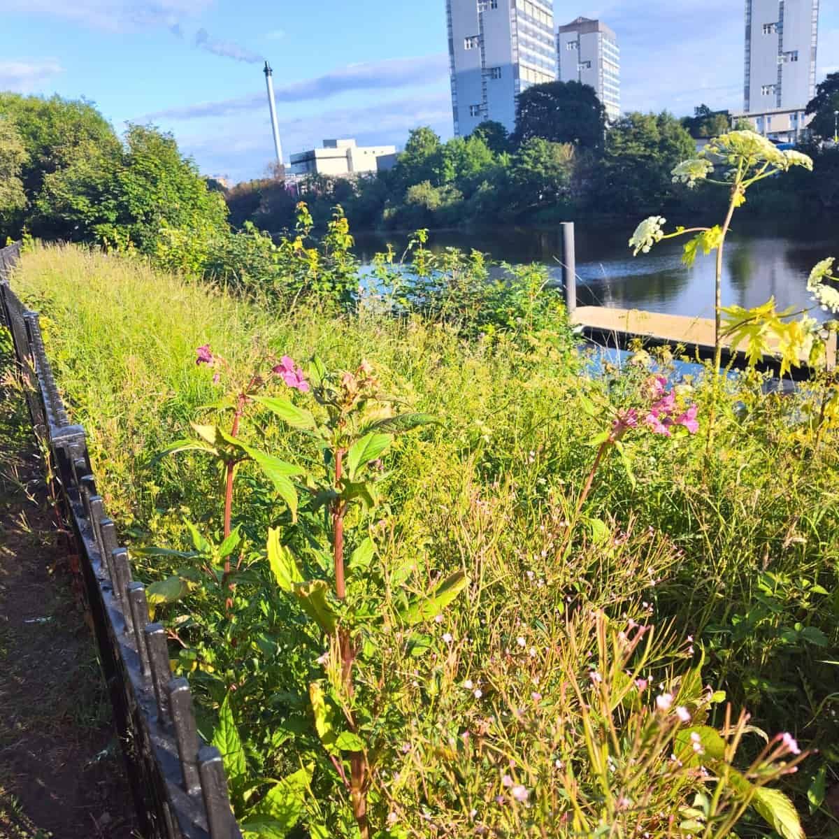 Himalayan Balsam with characteristic pink flowers dominates the vegetated riverbank of the Clyde in Glasgow, with tower block