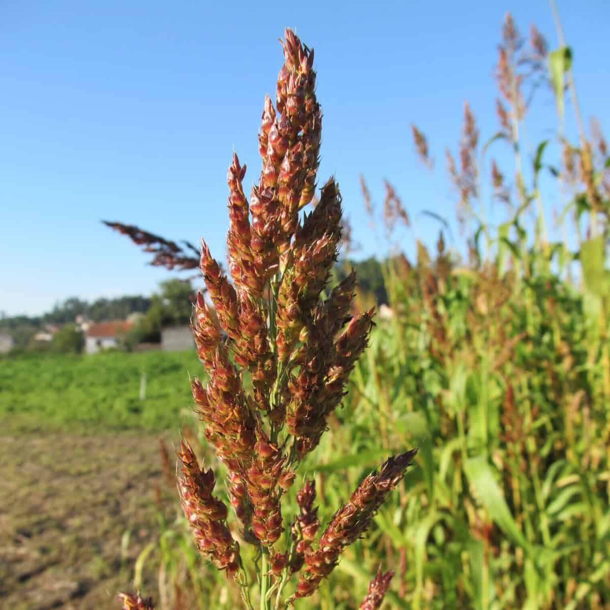 Comment les plantes savent-elles quand elles sont trop près les unes des autres ?