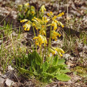 What It Takes to Get Europe Watching Flowers