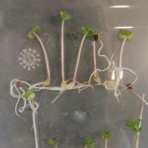 The Invisible Cost of Seed Ageing