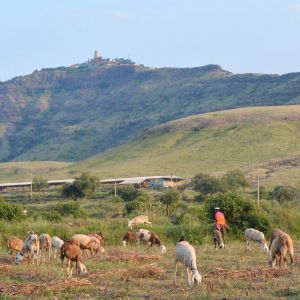 Ancient Sacred Stories Shed Light on the Long-debated Ecological Value of Indian Savannas