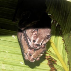 The Jungle’s Heaviest Courier Service: The Case of Tent-Roosting Bats