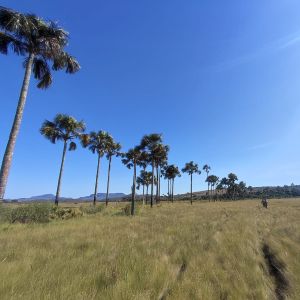 The Cerrado’s Secret Carbon Stores at Risk