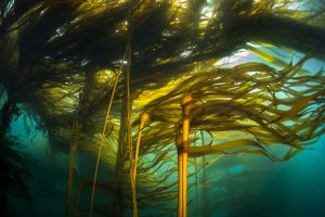 Kelp forest off the coast of Washington State, USA