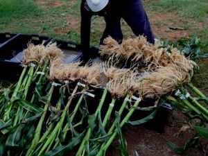 Getting to the root of resilient agriculture