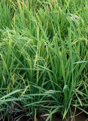 Can plants remember a stressful past?
