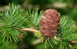 Paleo Week: Ancient Secrets of the Fibonacci Spiral
