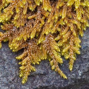 Antarctica’s First Assessed Plant Is Already Endangered