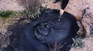 A New Hope for Contaminated Soil: Wild Plants and Microbes Can Work Together to Clean Up Oil Spills