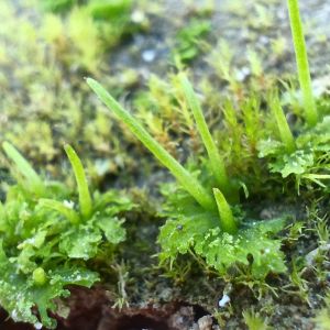 A Hidden Secret in the Only Terrestrial Plants With Pyrenoids May Inspire the Photosynthesis of Future Crop Plants
