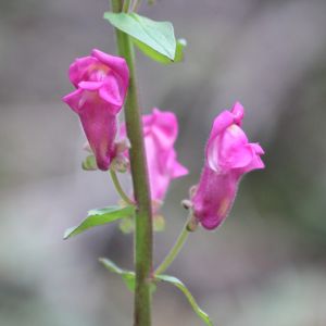 Flowers That Please People May Also Please Pollinators