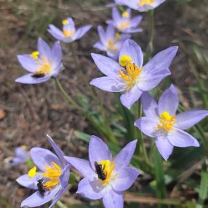 Ancient Tropical Mountaintop Plants Bet Big to Attract Pollinators