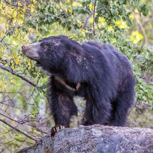 Why Some Plants Need a Bear's Stomach to Sprout