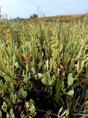 Navigating a Salty World: Environmental Conditions Drive Salinity Tolerance in Plants