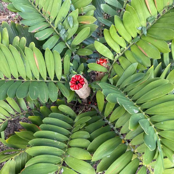 View down into the seeds of cycads.