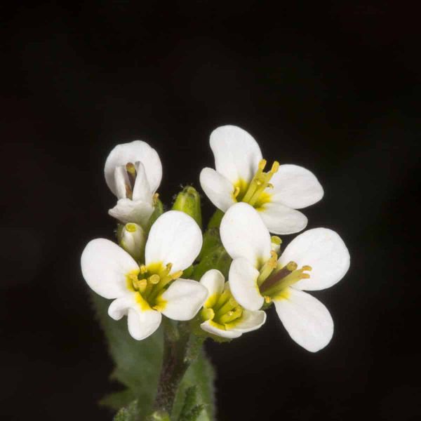 A cluster of small white four-petalled flowers with yellow-green centres and prominent stamens, at various stages from bud to fully open, on a hairy green stem.
