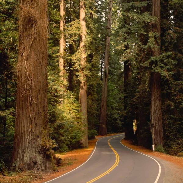 A California highway snakes through a stand of giant redwoods.
