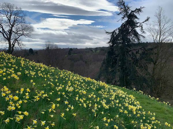 A hillside covered in daffodils.
