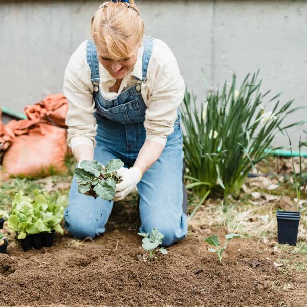 A gardener in denim dungarees and gloves kneels in bare soil, planting a brassica seedling. Trays of young plants, lettuce, and established daffodils or similar bulbs are visible nearby.