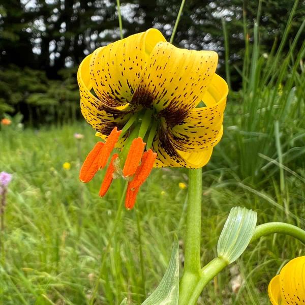 A striking Lilium bosniacum with yellow petals curling back to reveal bright orange anthers.