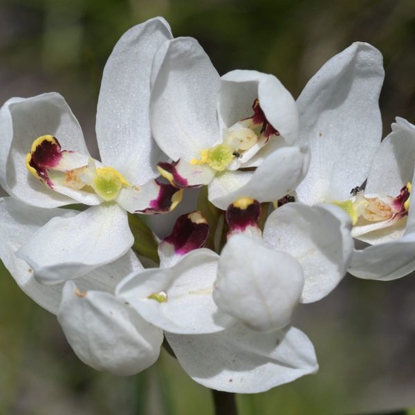 When Beetles Take the Lead in Orchid Romance