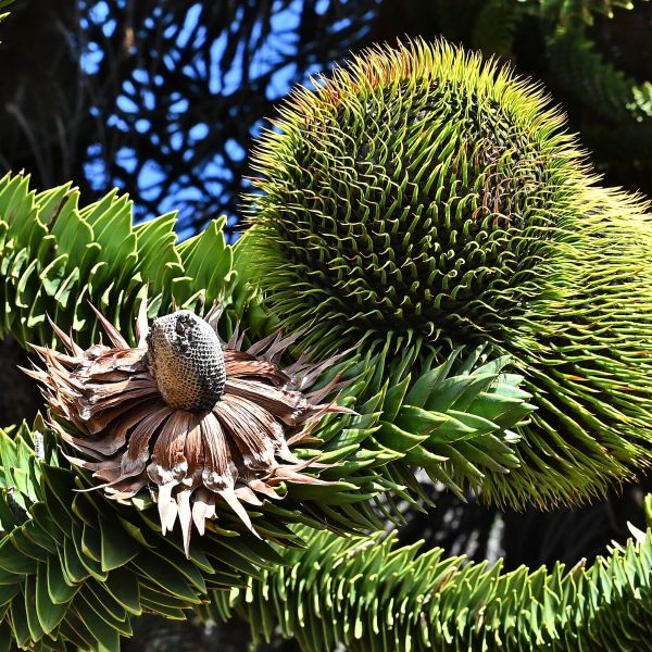 Not All Seeds Survive the Vault: Rethinking Seed Banking for Chile’s Trees