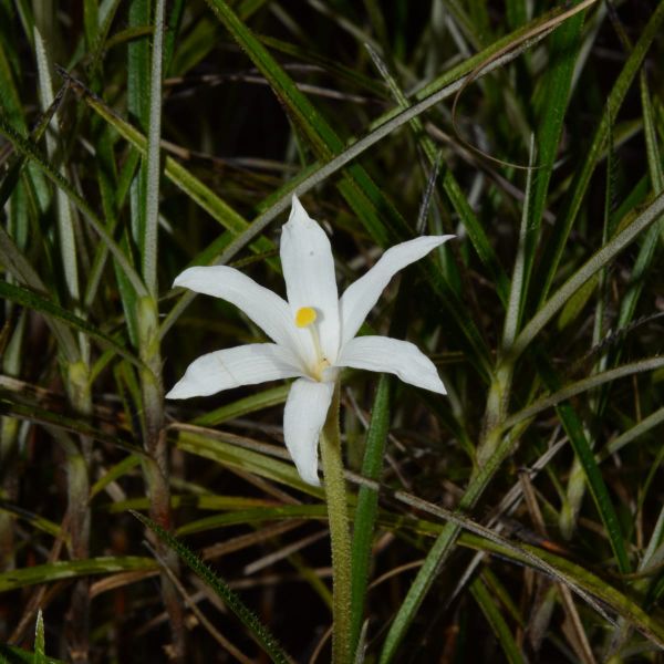 Tracking and Conserving an Endangered Plant from Brazil’s Rocky Outcrops