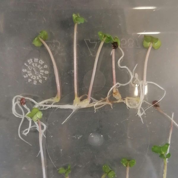 The Invisible Cost of Seed Ageing