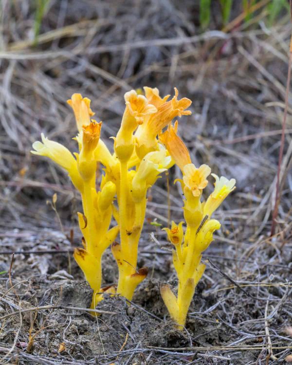 Aphyllon franciscanum