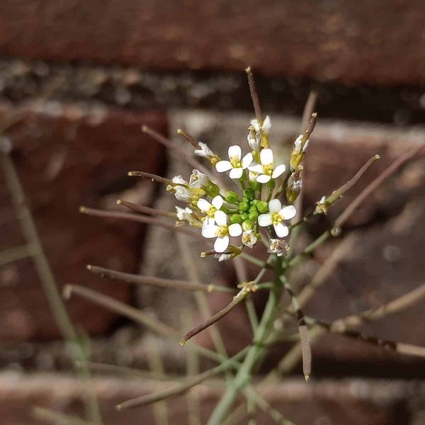 The cross-shaped flowers of Arabidopsis thaliana, facing the sun with brickwork in the background