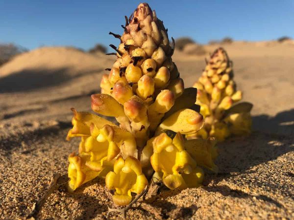 A cone of yellow flowers stands in the sand. Cistanche phelypaea.