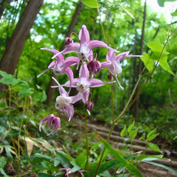 Pink Epimedium grandiflorum flowers in a woodland understorey, each bloom with four long pointed spurs curving outward from a small white centre.