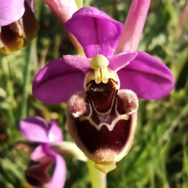 A bee-orchid in shades of pink, yellow and deep almost black purple, stands in the sun.