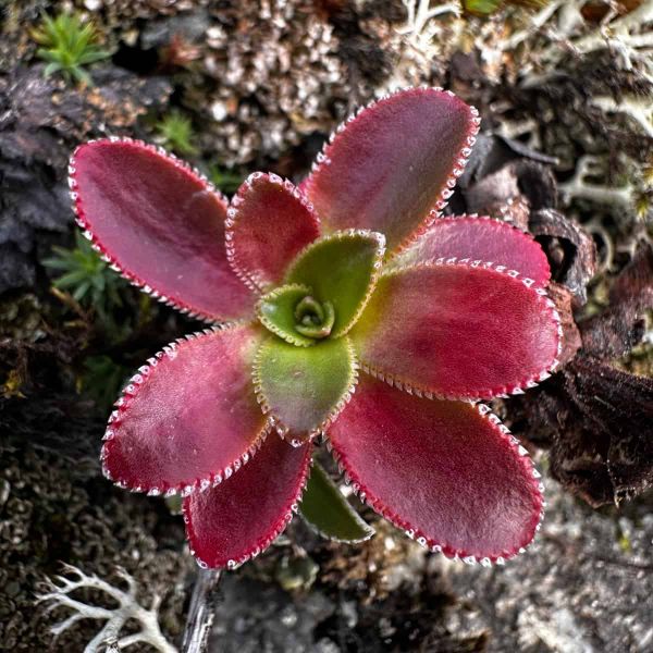 The Week in Botany May 18, 2026
